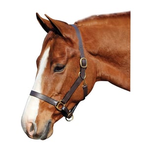 HDR Advantage Leather Halter