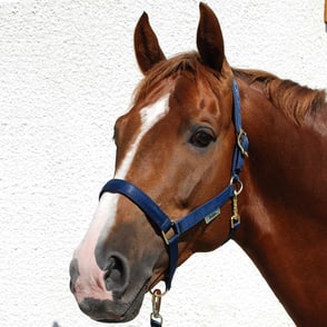 Bucas Dublin Halter