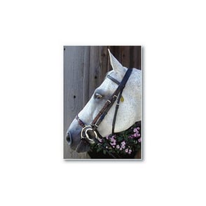 Nunn Finer Adjustable Lever Noseband