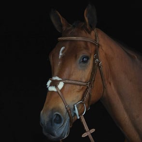 Collegiate Fancy Raised Jumper Figure 8 Bridle
