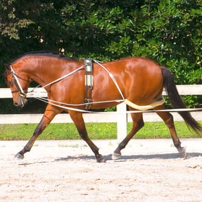 Pessoa Lungeing System