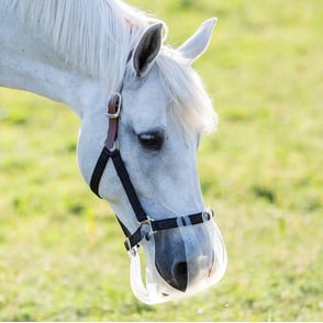 Flexible Filly Slow Feed Grazing Muzzle