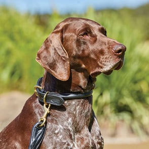 WeatherBeeta Rolled Leather Dog Collar