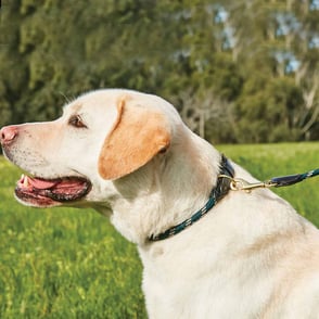 WeatherBeeta Rope Leather Dog Collar