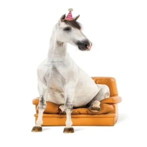 Birthday Card: Horse in Chair