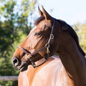Horze Fremont Leather Halter