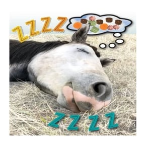 Birthday Card: Sleeping Horse