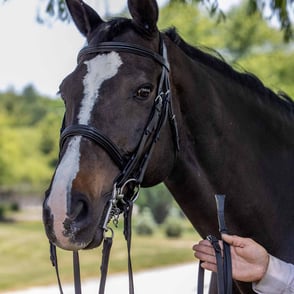 Vespucci Double Raised Weymouth Bridle - New Style