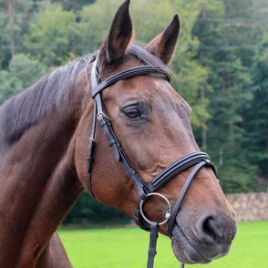 Vespucci Double Raised Snaffle Bridle - New Style