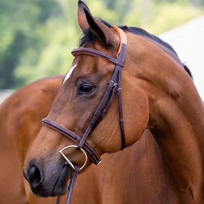 Vespucci Fancy Raised Hunter Bridle - New Style