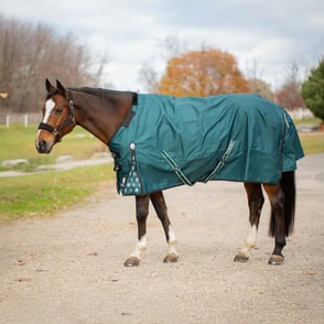 Equinavia Arktis Regular Neck Light Weight Turnout Blanket 100g