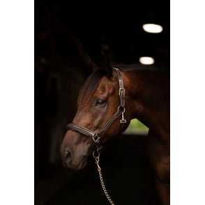 HDR Stress Free Fancy Stitched Leather Halter