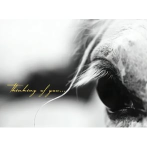 Sympathy Card: Grey Horse