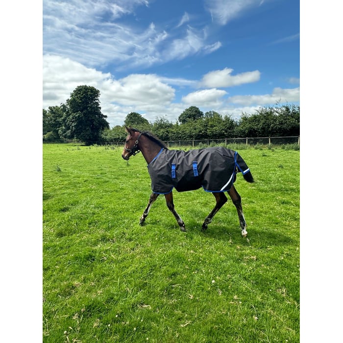 Amigo Ripstop 900D Foal Turnout 50g