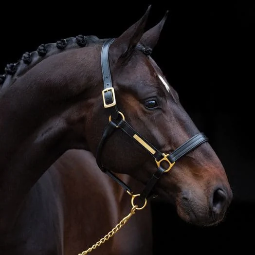 Halters + Leads