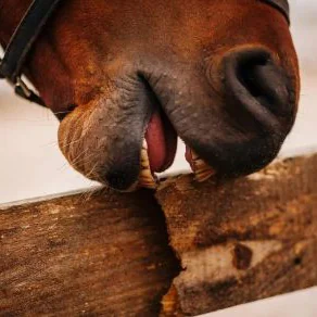 Anti-Chew Spray