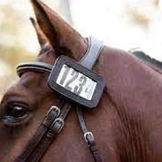 Bridle Accessories