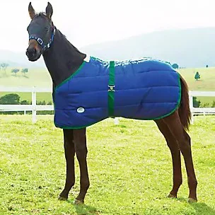 Foal Blankets