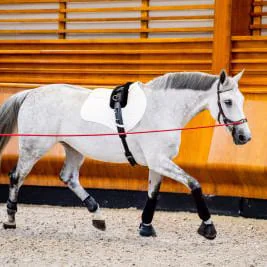 Lunging
