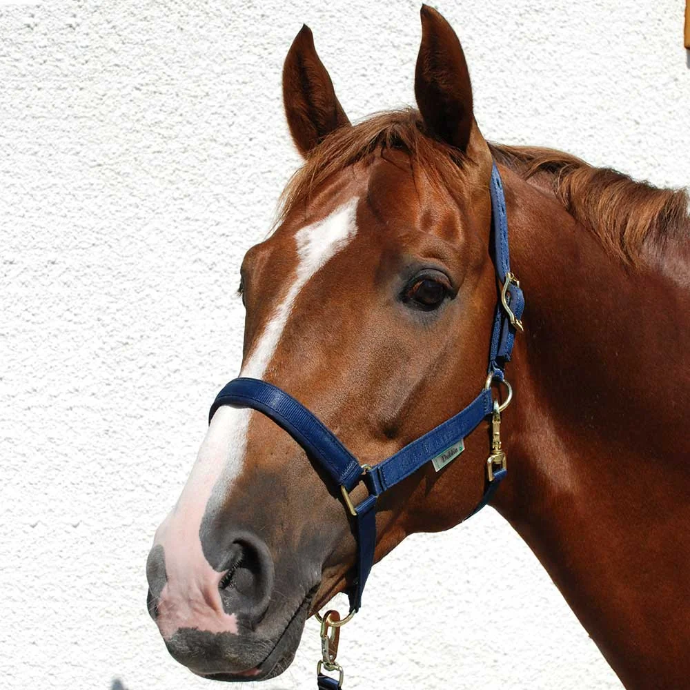 Bucas Dublin Halter