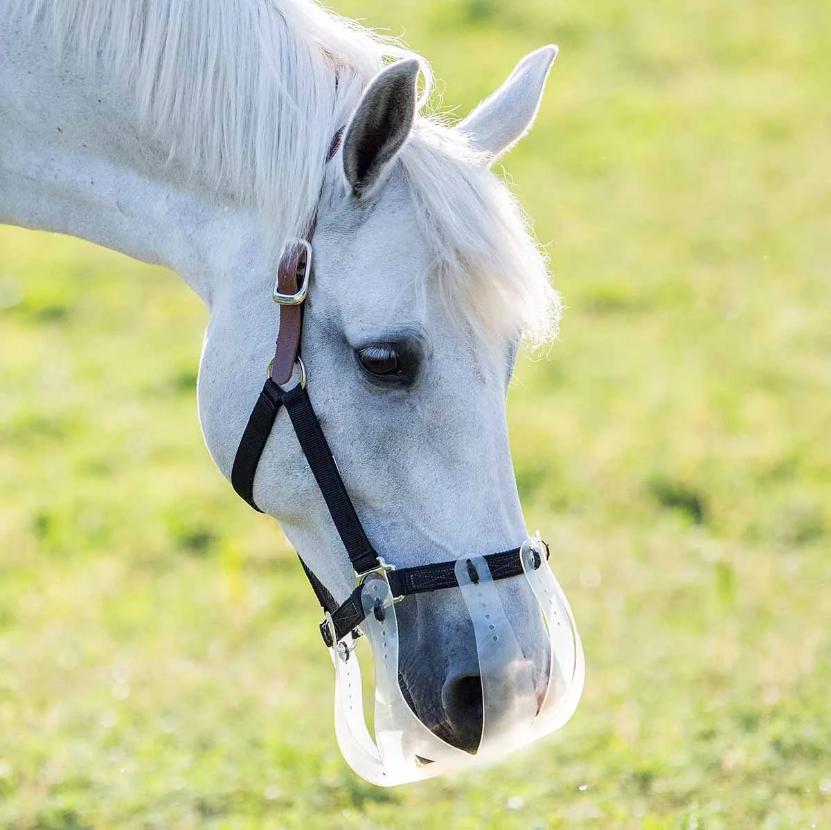Flexible Filly Slow Feed Grazing Muzzle