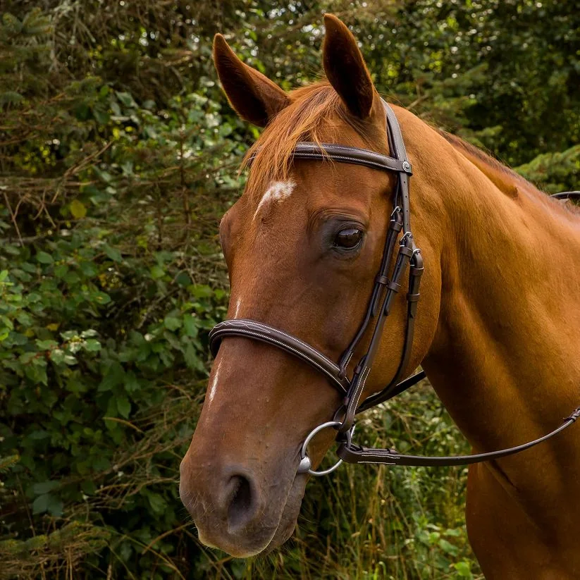 HDR Pro Mono Crown Fancy Padded Bridle