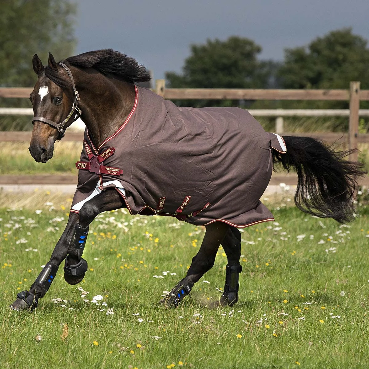Amigo Bravo 12 Light Turnout with Disc Closure