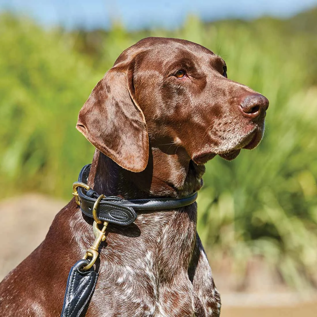 WeatherBeeta Rolled Leather Dog Collar