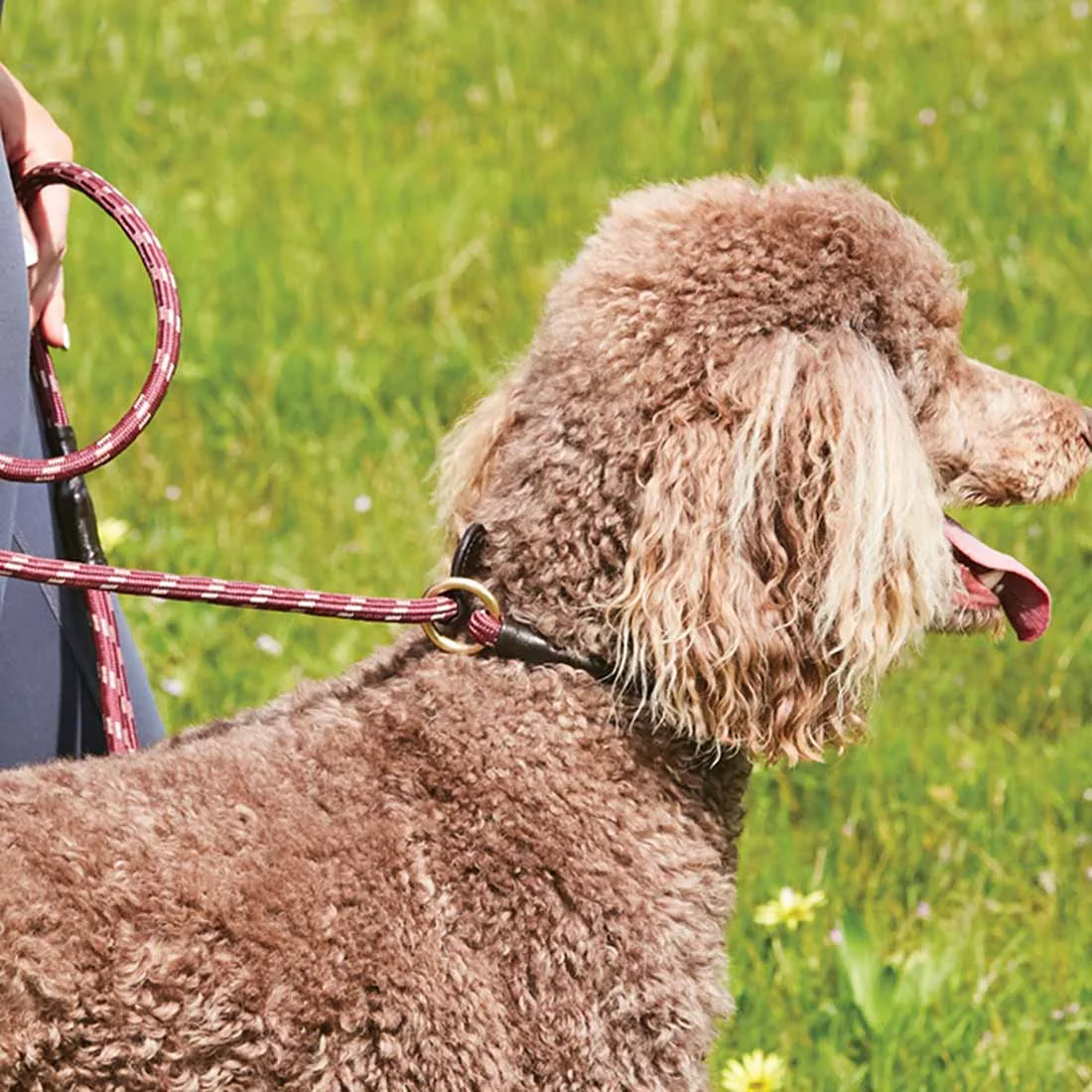 WeatherBeeta Rope Leather Slip Dog Lead