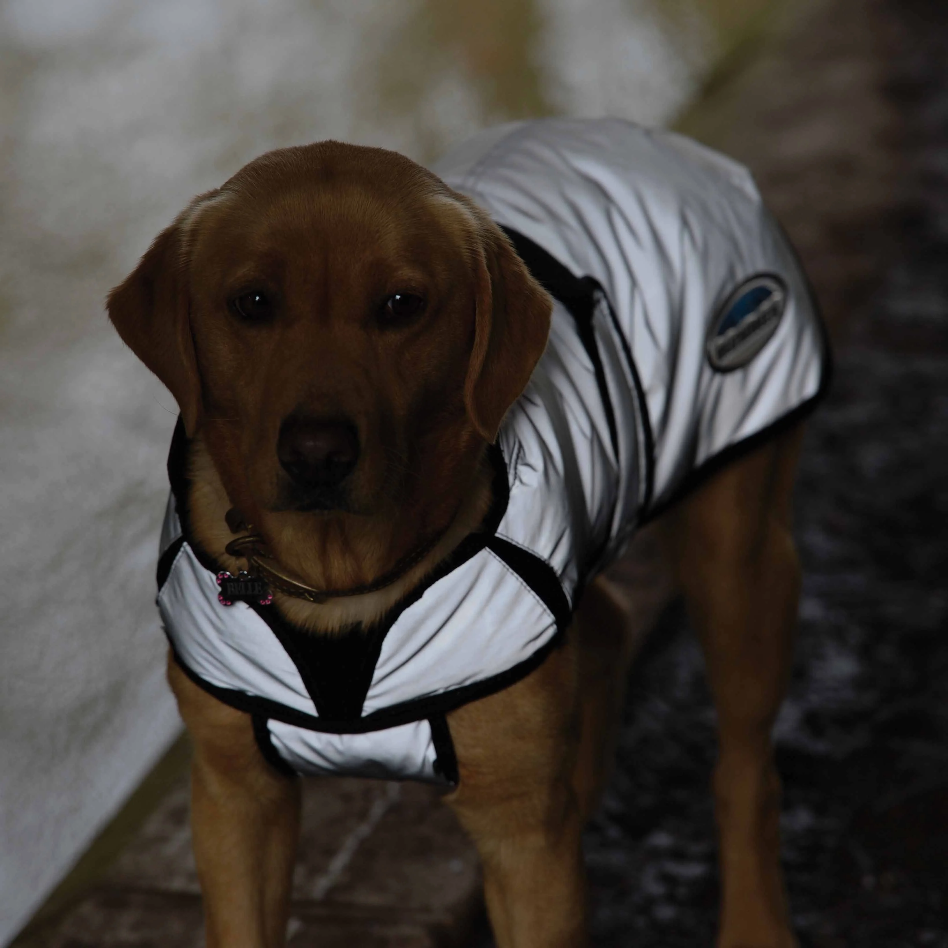WeatherBeeta ComFiTec Reflective Dog Coat