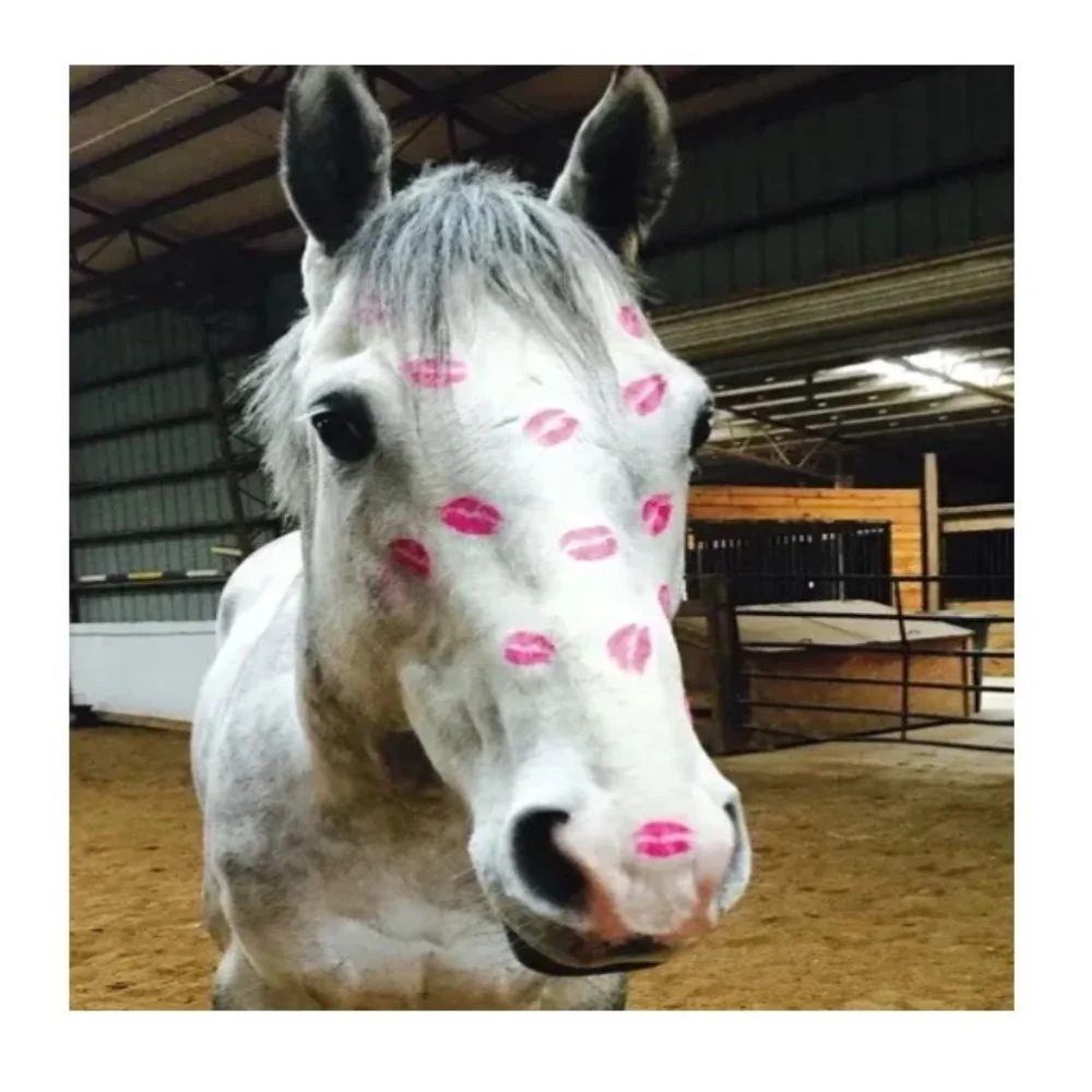 Birthday Card: Grey Horse Kisses