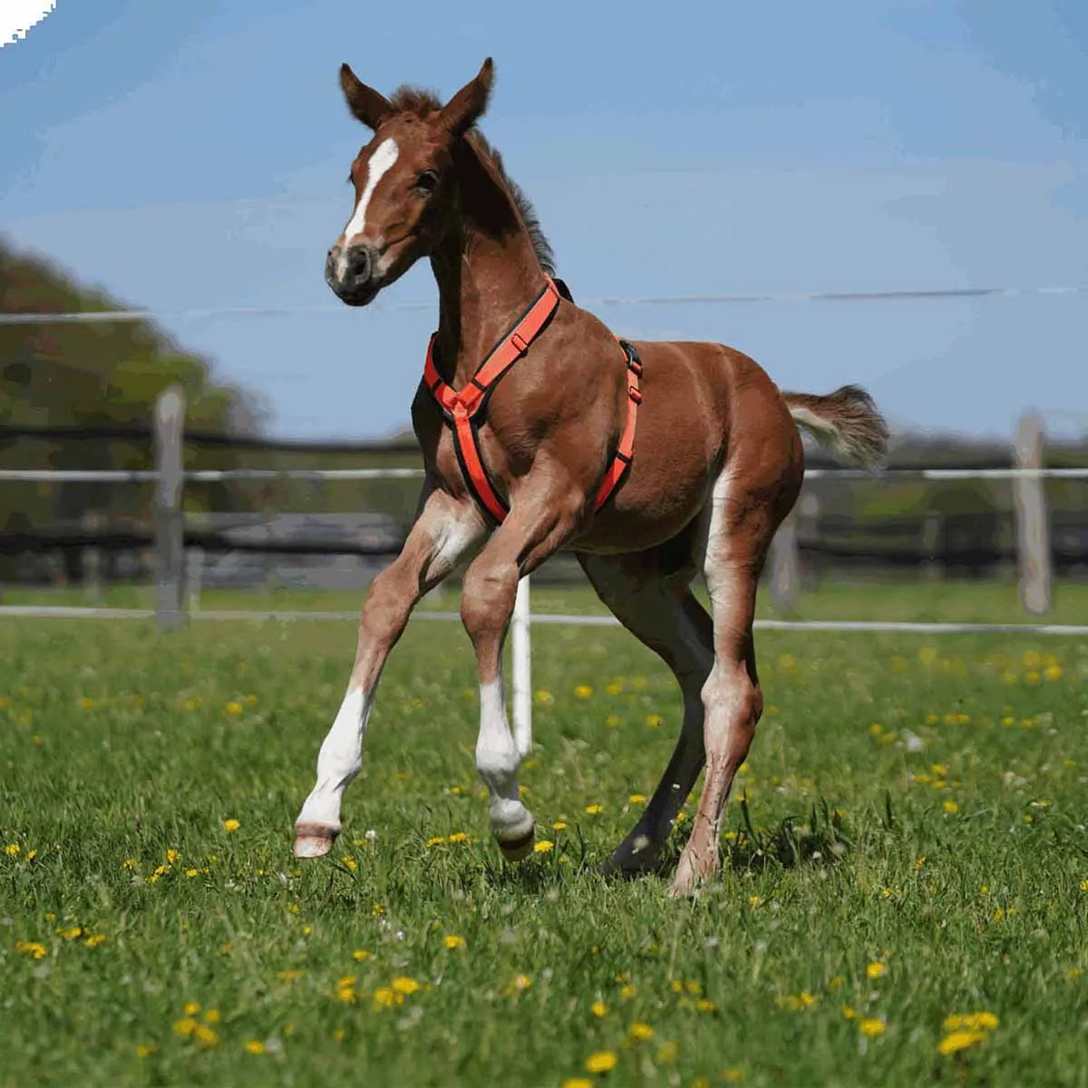 Herm Sprenger Foal Harness