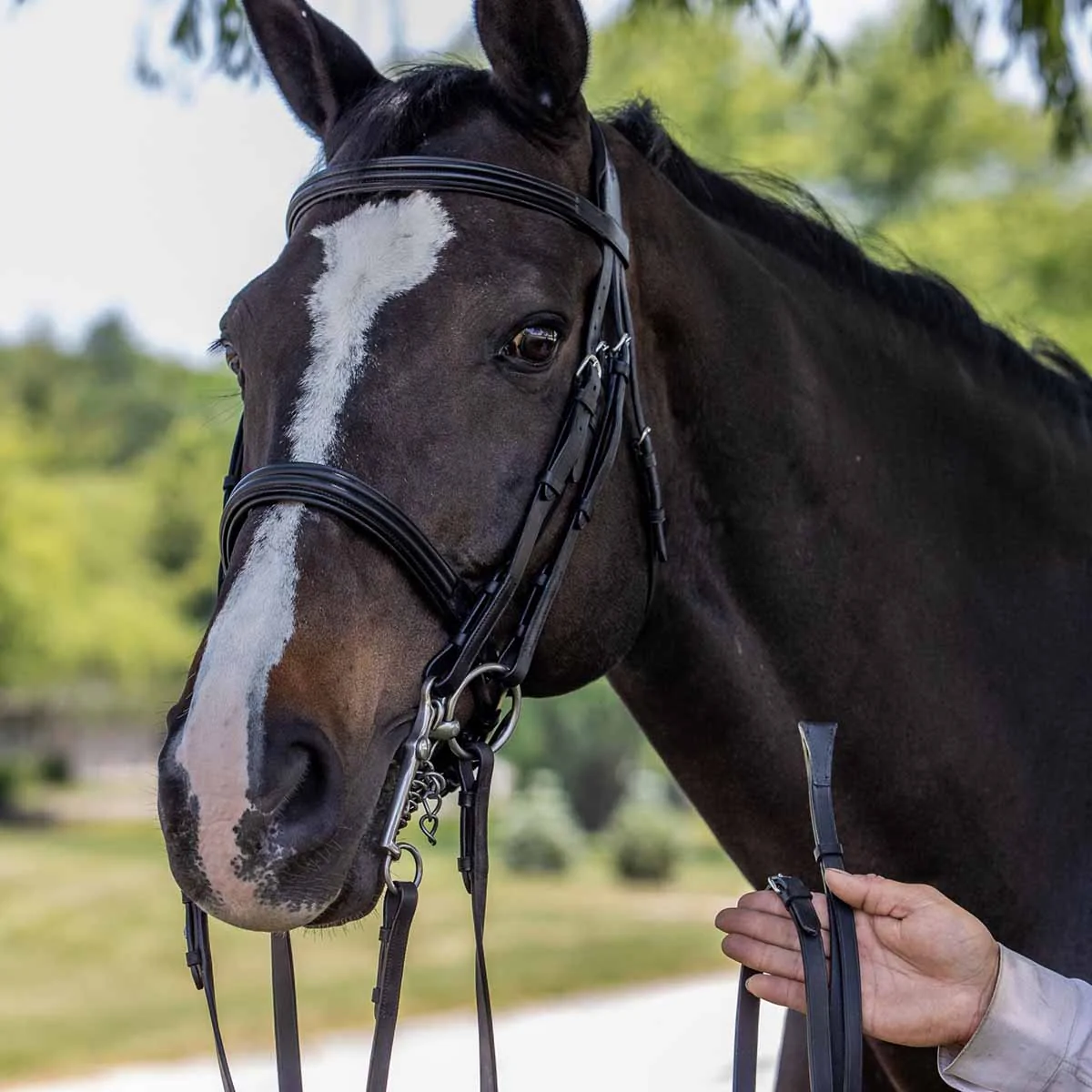 Vespucci Double Raised Weymouth Bridle - New Style