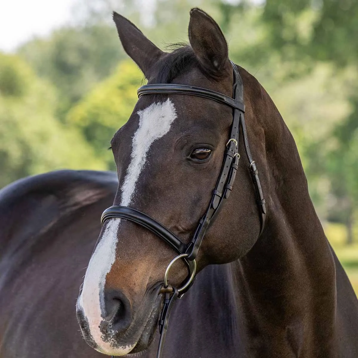 Vespucci Classic Dressage Bridle - New Style