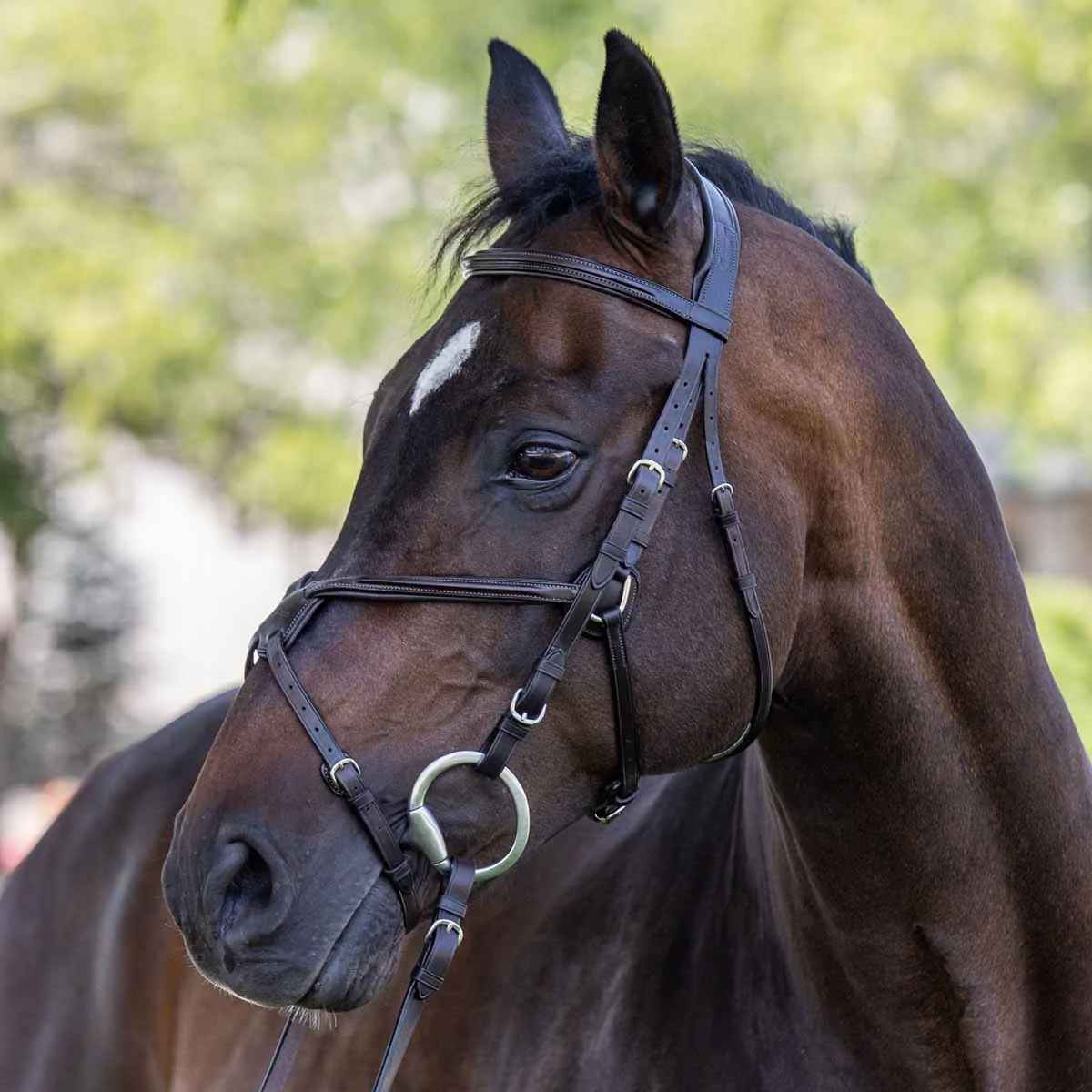 Vespucci Square Raised European Series Figure 8 Bridle