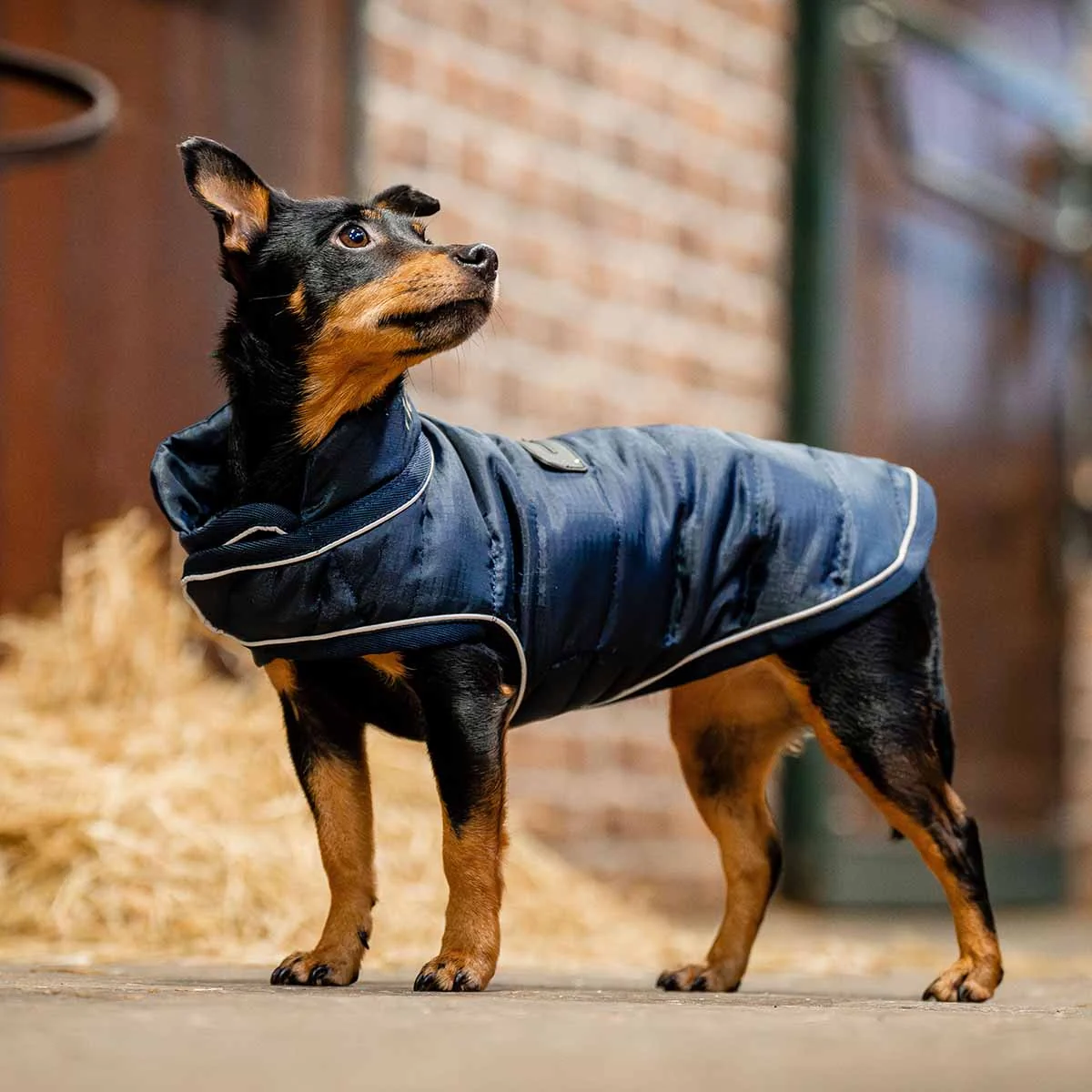 Horseware Signature Padded Dog Rug 200g
