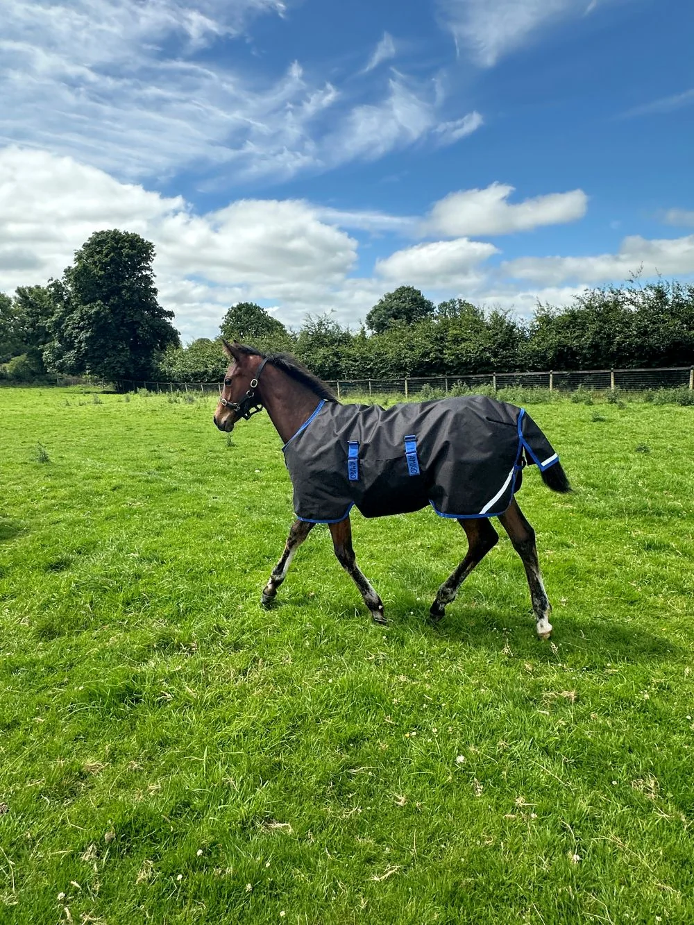 Amigo Ripstop 900D Foal Turnout 200g