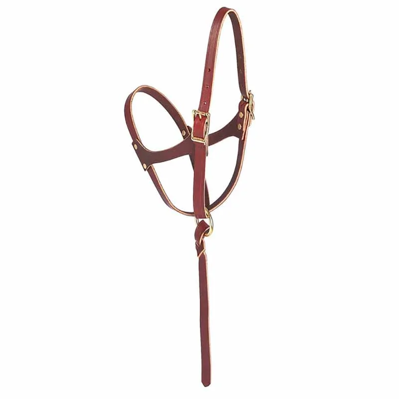 Weaver Leather Figure 8 Adjustable Foal Halter