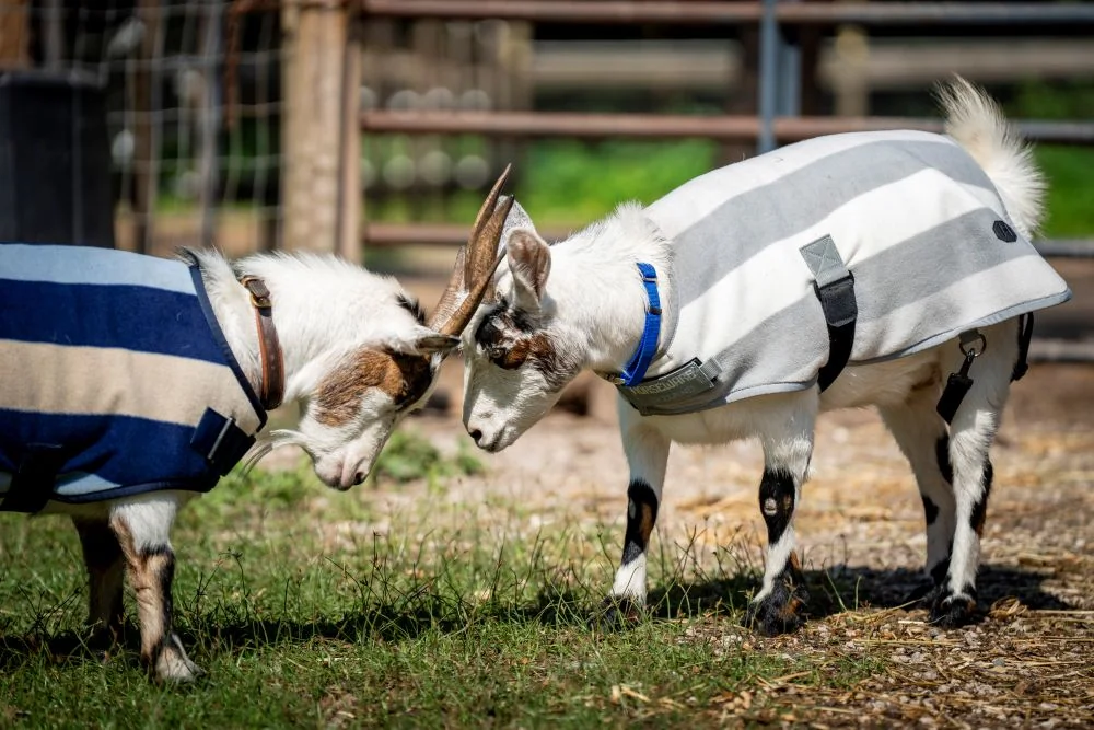 Horseware Newmarket Goat Fleece
