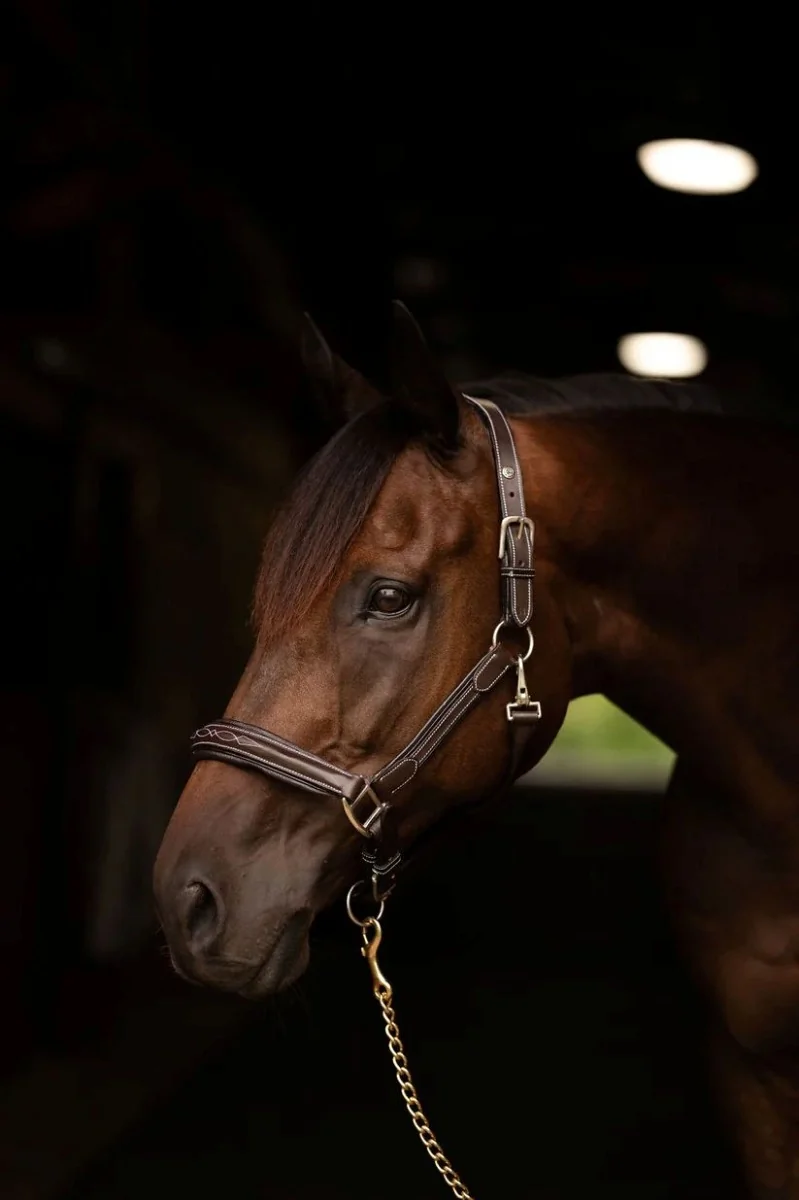 HDR Stress Free Fancy Stitched Leather Halter