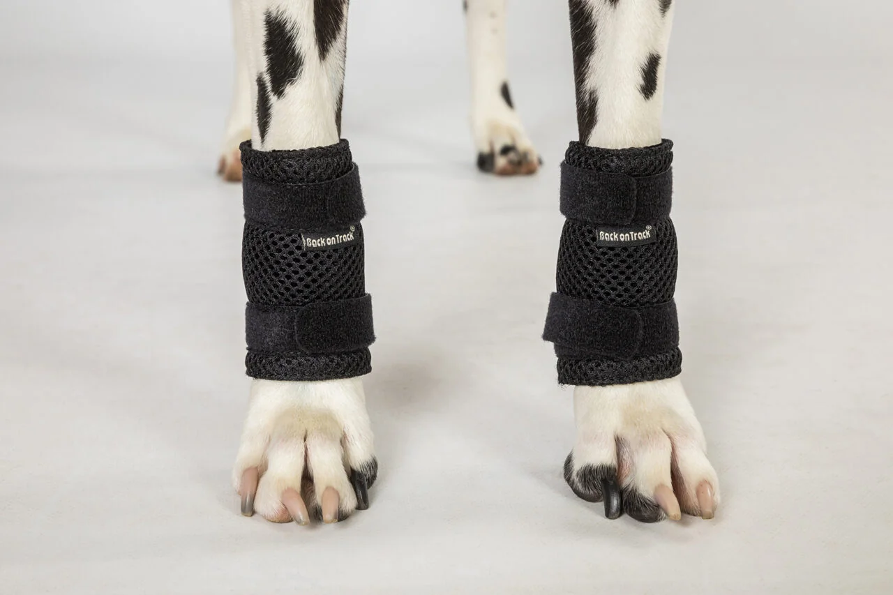 Back on Track Milo Dog Leg Brace