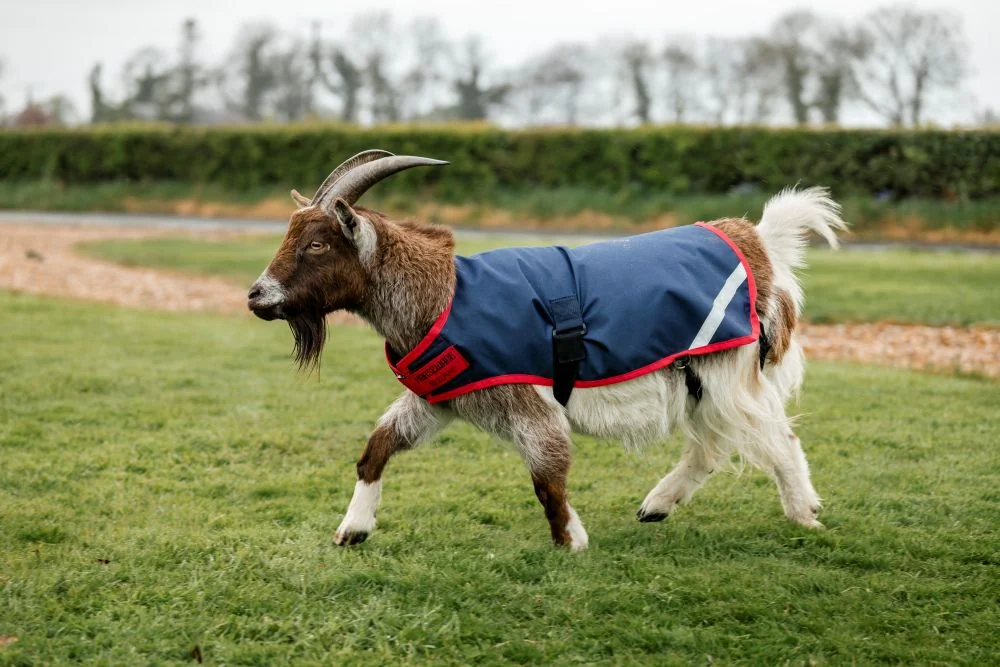 Horseware Goat Coat 200g