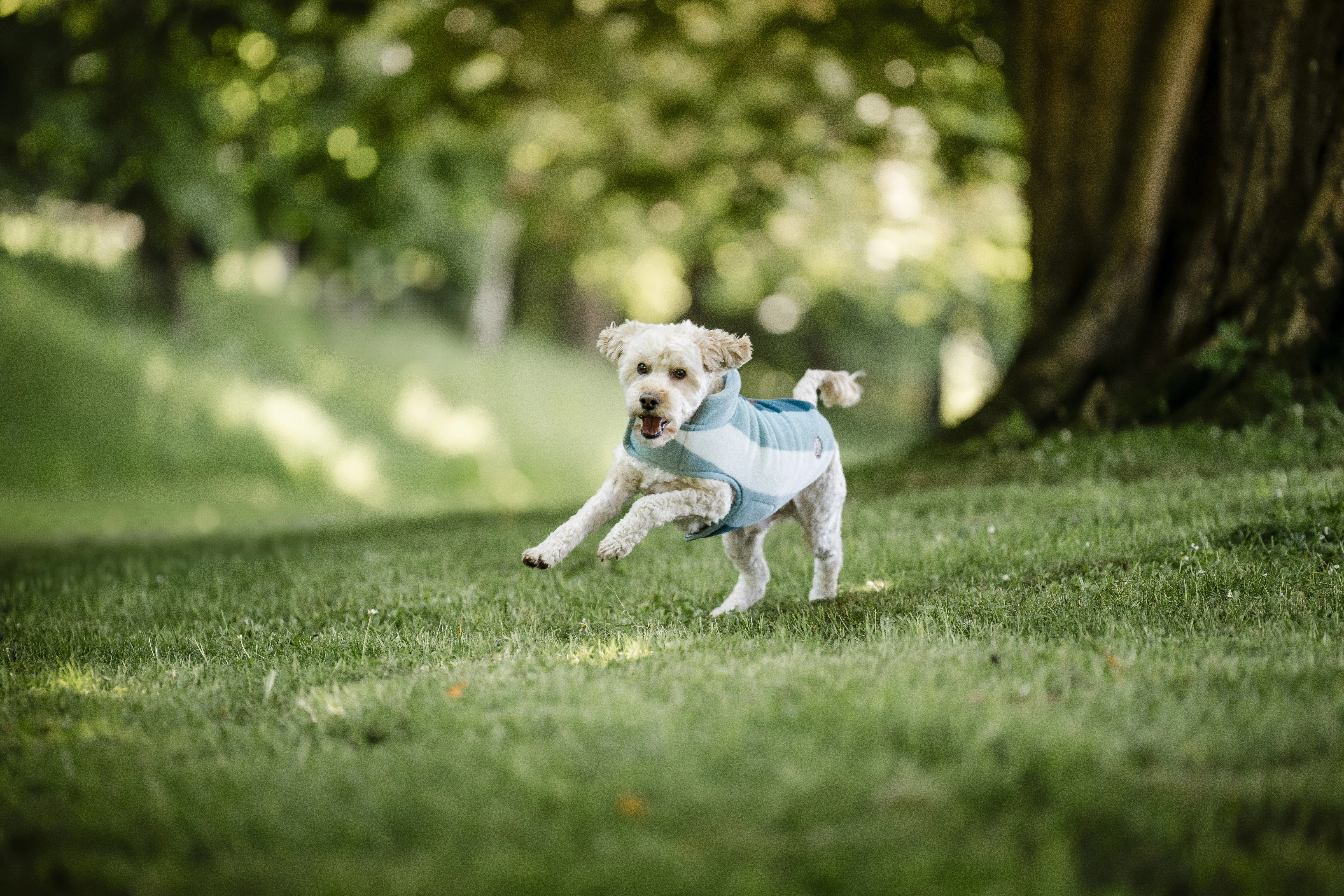 Horseware Newmarket Dog Fleece