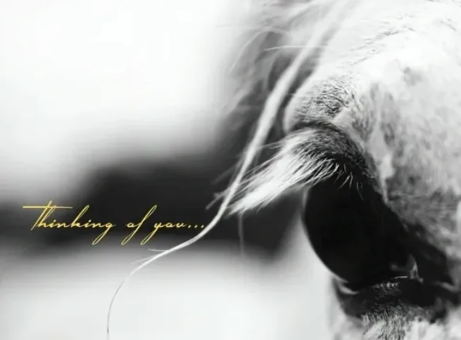Sympathy Card: Grey Horse