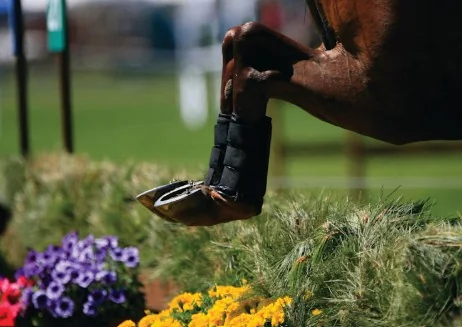 Equi-Essentials Studs - 10 Packs