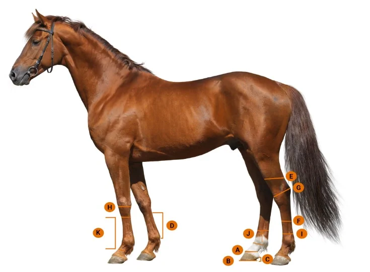 BackOnTrackLegProtectionSizeChart