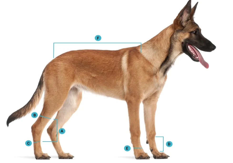 BackOnTrackDogSizeChart
