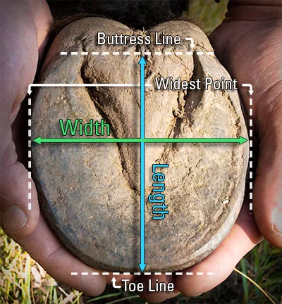 hoof_measuring_guide